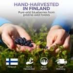 Freeze Dried Blueberry
