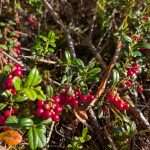 Puolukka lingonberry