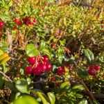 Puolukka lingonberry