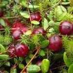 Wild cranberries (karpalo) growing on moss in Finland