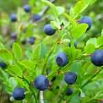 freeze dried wild blueberry bilberry powder